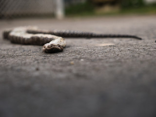 Snake was Bitten by The Dog Died in The House