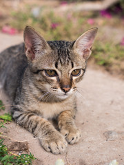 Tabby Kitten Siting in The Garden