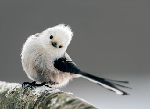 Long-tailed look