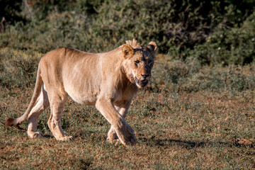 Fototapeta na wymiar junger Löwe
