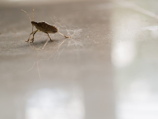 Scarab Walked in The House with Dog Fur