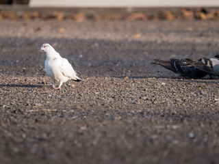 White Pigeon Walked out
