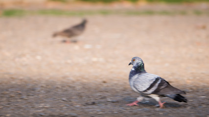Blur of The Pigeon Walking