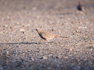 Dove Walked Tilt The Neck