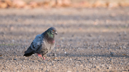 Fat Pigeon Walking on The Ground