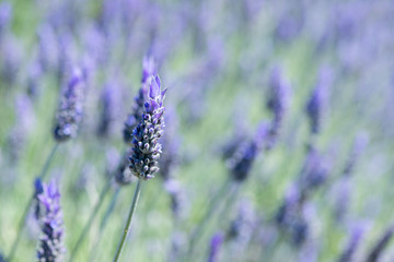 Detail of Lavandula flowering