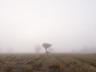 Tree was Covered in Fog