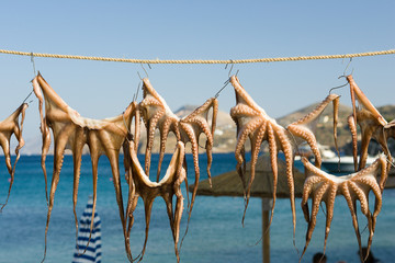 Octopus drying on a beach next to a restaurant in Greece. 