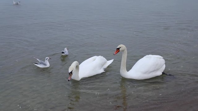 Flock of swans on the shore, spring time