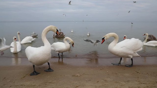 Flock of swans on the shore, spring time