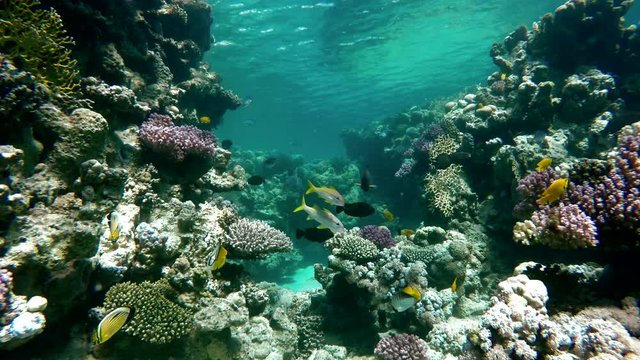Diving. Tropical fish and coral reef. Underwater life in the ocean.