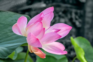 Flowering pink lotus