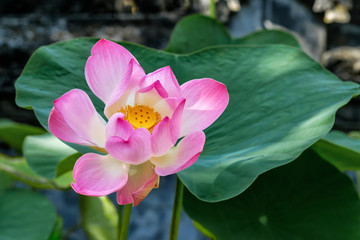 Blooming pink lotus on a background of green leaves.