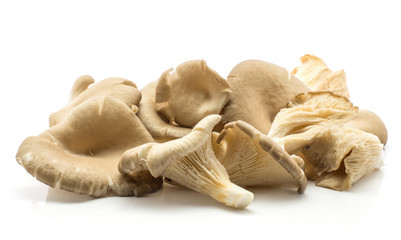 Oyster mushrooms (Pleurotus ostreatus set) isolated on white background raw uncooked.