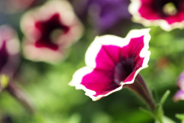 colorful petunia flower background.