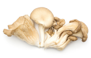 Oyster mushrooms compare (fungus Pleurotus ostreatus varieties top view) isolated on white background raw uncooked.