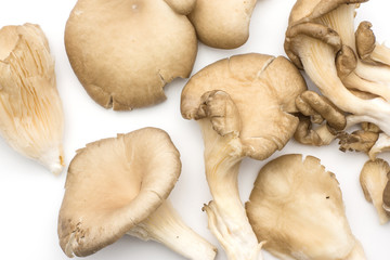 Oyster mushrooms (fungus Pleurotus ostreatus) background raw isolated on white .