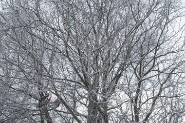 Detail of the dried branches of a bare tree during the winter. Some snow has collected on the branches of the tree. The sky is white and promises snow.