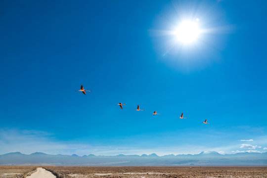 Flamingos fly in Chaxa lagoon salt lake, Atacama desert, Chile, South America
