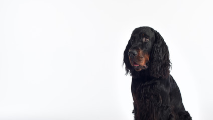 gordon setter dog portrait
