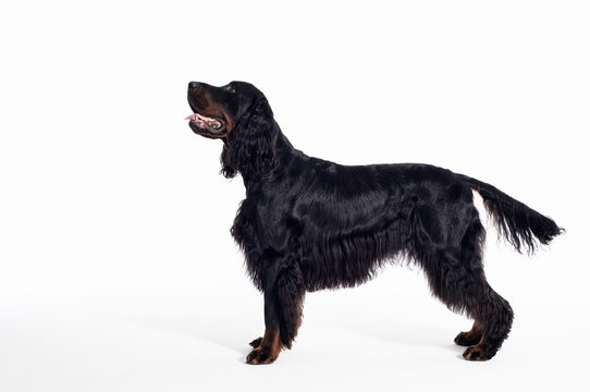 gordon setter dog portrait
