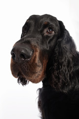 gordon setter dog portrait
