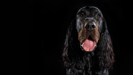 Gordon setter dog on a black background
