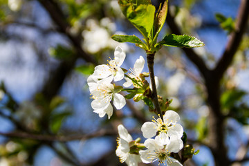 Detail of blossom cherry tree