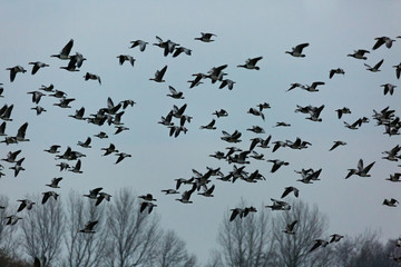 Wild geese fly in large numbers from the North Sea to their sleeping places in the interior - nature reserve near Tönning, Germany