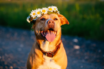 Adorable red dog wearing a crown of daisies outdoor on the field on a summer sunny day