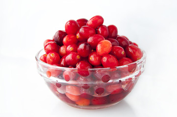 The main growth of the northern hemisphere of the fruit, red berries cranberry
