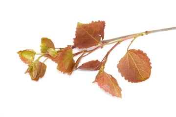 Young leaves from aspen tree isolated on white background