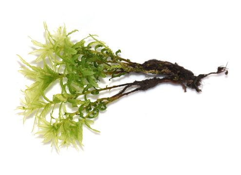 Hart's-tongue Thyme-moss Plagiomnium undulatum isolated on white background