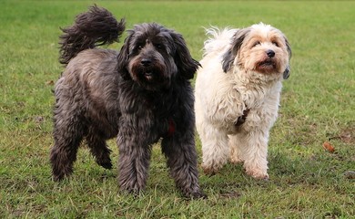 zwei tibet terrier stehen gemeinsam im garten