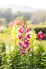 Obraz premium Beautiful flowers in garden.