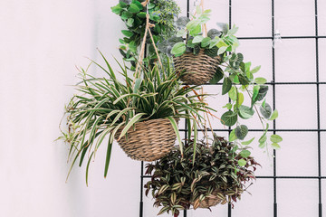 Hanging baskets with green plants - Powered by Adobe