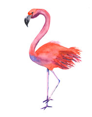 pink flamingo on a white background watercolor