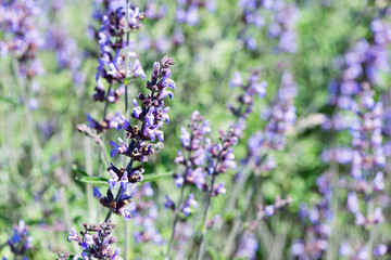 Detail of Lavandula flowering