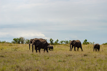 Naklejka na ściany i meble Elephant and his cub in the savanna of the mara a park in northwestern Kenya