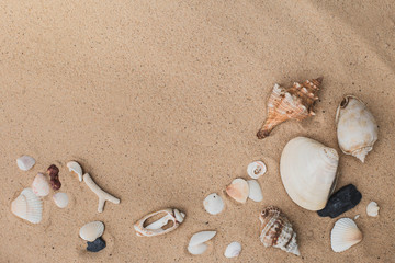 Fototapeta na wymiar Sea shells on sand. Summer beach background with copy space. Sea shells with sand as background.