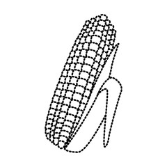 Fresh corn isolated icon vector illustration graphic design
