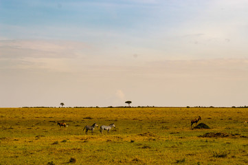 Herd of zebras grazing in the savannah of Maasai Mara Park in Kenya