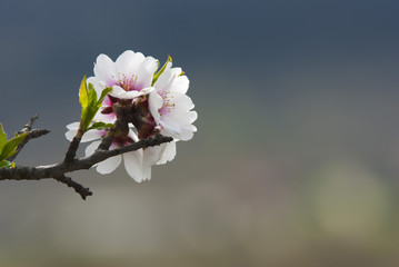 Almond flowers