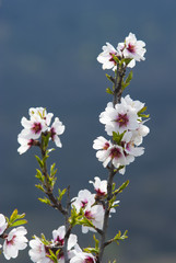Almond flowers