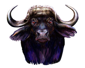 African  buffalo / African  buffalo paintings
