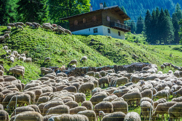 flock of sheep in the meadow in the mountains