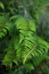 Fern leaves in the forest