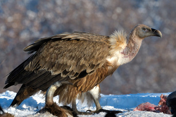 Griffon Vulture in Winter Landscape