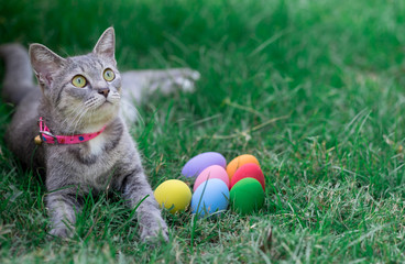 The cat plays with the colorful easter eggs with green grass background in front yard