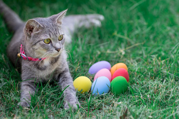 The cat plays with the colorful easter eggs with green grass background in front yard